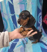 Bentley, a male Miniature Dachshund for sale in Miracle, KY – Photo 6 of 10