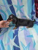 Bentley, a male Miniature Dachshund for sale in Miracle, KY – Photo 9 of 10