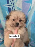 Josie, a female Shiranian for sale in Miracle, KY – Photo 2 of 5