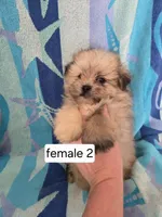 Josie, a female Shiranian for sale in Miracle, KY – Photo 5 of 5