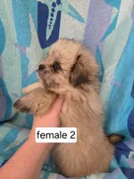 Josie, a female Shiranian for sale in Miracle, KY – Photo 3 of 5