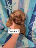 Glenda, a female Pomeranian and Shih Tzu for sale in Miracle, KY – Photo 4 of 7