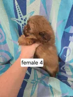 Glenda, a female Pomeranian and Shih Tzu for sale in Miracle, KY – Photo 3 of 7