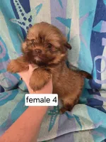 Glenda, a female Pomeranian and Shih Tzu for sale in Miracle, KY – Photo 2 of 7