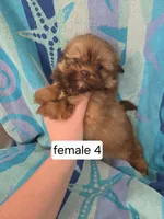 Glenda, a female Pomeranian and Shih Tzu for sale in Miracle, KY – Photo 5 of 7