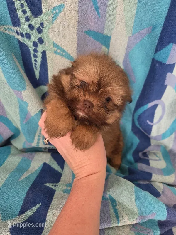 Glenda – Pomeranian, Shih Tzu puppy for sale in Miracle, KY