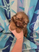 Glenda, a female Pomeranian and Shih Tzu for sale in Miracle, KY – Photo 1 of 7