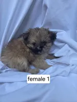 Flora, a female Pomeranian and Shih Tzu for sale in Miracle, KY – Photo 4 of 4