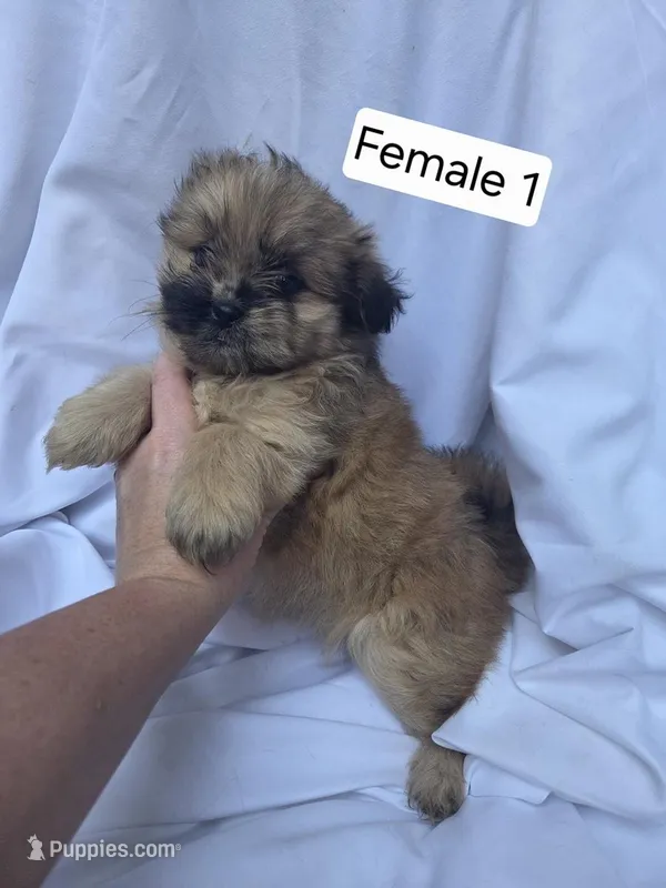 Flora, a female Pomeranian and Shih Tzu for sale in Miracle, KY – Photo 1 of 4