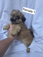 Flora, a female Pomeranian and Shih Tzu for sale in Miracle, KY – Photo 1 of 4
