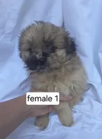 Flora, a female Pomeranian and Shih Tzu for sale in Miracle, KY – Photo 3 of 4