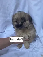 Flora, a female Pomeranian and Shih Tzu for sale in Miracle, KY – Photo 2 of 4