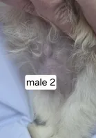 Fletcher, a male Pomeranian and Shih Tzu for sale in Miracle, KY – Photo 7 of 7