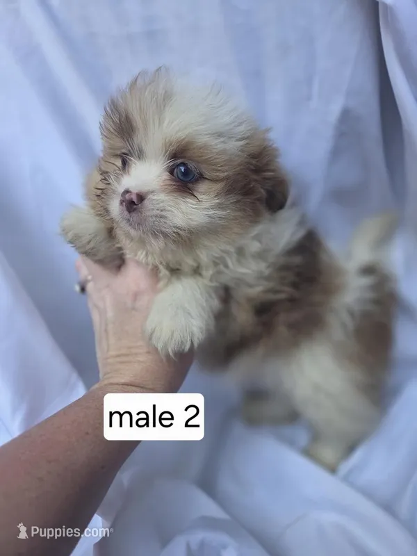 Fletcher, a male Pomeranian and Shih Tzu for sale in Miracle, KY – Photo 1 of 7