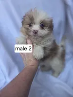 Fletcher, a male Pomeranian and Shih Tzu for sale in Miracle, KY – Photo 4 of 7