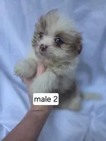 Fletcher, a male Pomeranian and Shih Tzu for sale in Miracle, KY – Photo 6 of 7