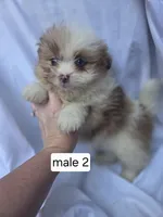 Fletcher, a male Pomeranian and Shih Tzu for sale in Miracle, KY – Photo 3 of 7