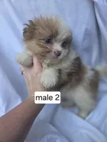 Fletcher, a male Pomeranian and Shih Tzu for sale in Miracle, KY – Photo 2 of 7