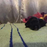 Marian, a female Cocker Spaniel for sale in Falcon, MO – Photo 2 of 3