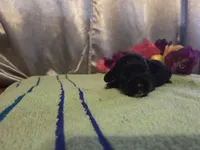 Marian, a female Cocker Spaniel for sale in Falcon, MO – Photo 2 of 3