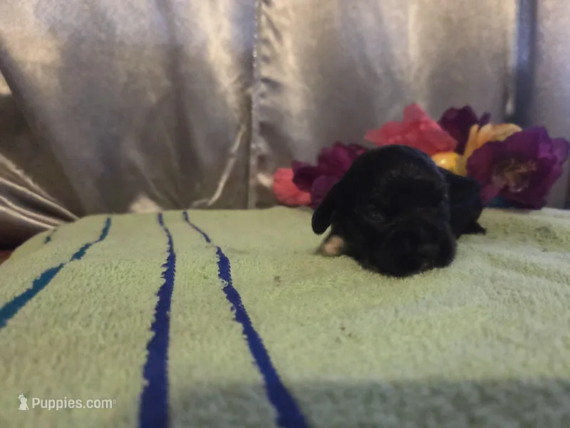 Marian, a female Cocker Spaniel for sale in Falcon, MO – Photo 1 of 3