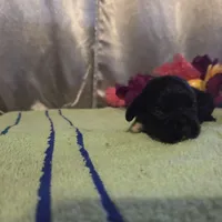 Marian, a female Cocker Spaniel for sale in Falcon, MO – Photo 1 of 3