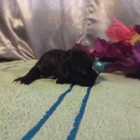 Marian, a female Cocker Spaniel for sale in Falcon, MO – Photo 3 of 3