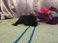 Marian, a female Cocker Spaniel for sale in Falcon, MO – Photo 3 of 3