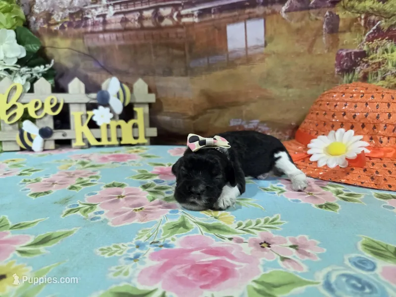 Hannah – Cocker Spaniel puppy for sale in Falcon, MO