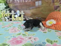 Hannah, a female Cocker Spaniel for sale in Falcon, MO – Photo 3 of 3