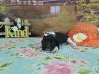 Hannah, a female Cocker Spaniel for sale in Falcon, MO – Photo 2 of 3