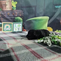 Lola, a female Havanese for sale in Falcon, MO – Photo 2 of 3