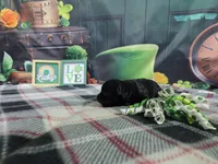 Lola, a female Havanese for sale in Falcon, MO – Photo 2 of 3