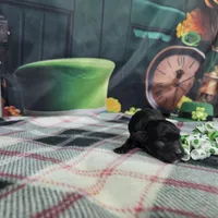 Lola, a female Havanese for sale in Falcon, MO – Photo 3 of 3