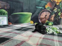 Lola, a female Havanese for sale in Falcon, MO – Photo 3 of 3