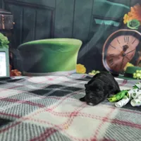 Lola, a female Havanese for sale in Falcon, MO – Photo 1 of 3