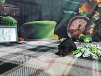 Lola, a female Havanese for sale in Falcon, MO – Photo 1 of 3