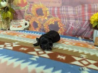 xavier, a male Havanese for sale in Falcon, MO – 2 of 3