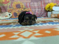 Delphine, a female Yorkshire Terrier for sale in Falcon, MO – 5 of 10