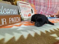 darian, a male Yorkipoo for sale in Falcon, MO – 2 of 3