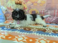 Andrew, a female Havanese for sale in Falcon, MO – 5 of 6