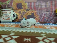 Mia, a female Bichon Frise for sale in Falcon, MO – 3 of 3
