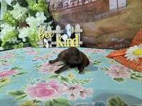 phil, a male Shih Tzu for sale in Falcon, MO – Photo 1 of 3