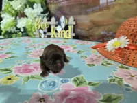 phil, a male Shih Tzu for sale in Falcon, MO – Photo 3 of 3