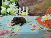 phil, a male Shih Tzu for sale in Falcon, MO – Photo 2 of 3