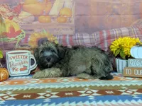 Earl, a male Havanese for sale in Falcon, MO – 3 of 6
