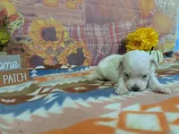 Frost, a male Maltese for sale in Falcon, MO – 4 of 6