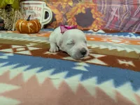 Lily, a female Bichon Frise for sale in Falcon, MO – 3 of 3