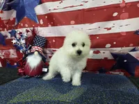 Thor , a male Bichon Frise for sale in Falcon, MO – 5 of 6