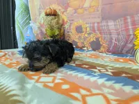 Dennis , a male Yorkshire Terrier for sale in Falcon, MO – 6 of 6